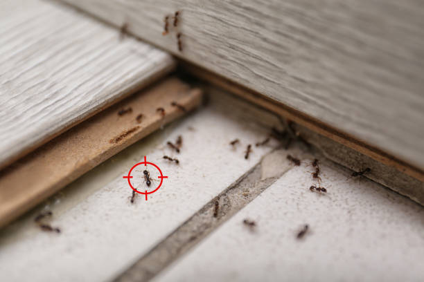  Jacksonville, TX Pest Control Pros