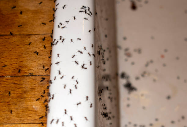 Wildlife Control Services in Jacksonville, TX