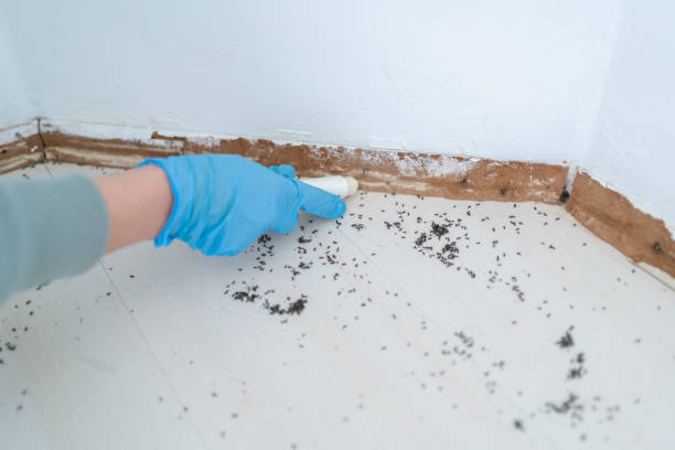 Best Best Pest Control Companies  in Jacksonville, TX